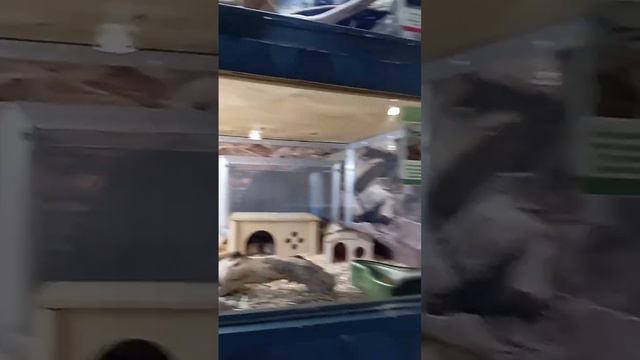 мы в зоопарке тулы #тула #смешно #имба смотреть онлайн