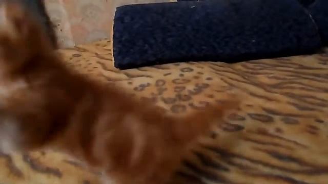 Шотландцы фолд