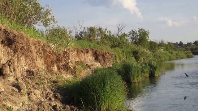 Ласточки Природа Река Лето Swallows Nature River Summer