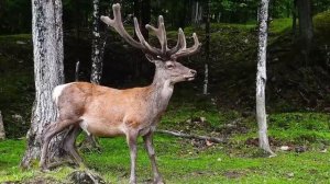 Успокаивающая музыка для нервов - лечебная музыка для сердца и сосудов, расслабление, для души.