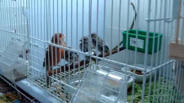 Канарейка с птенцами. Щегол отец за перегородкой.