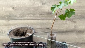 ? Как из слабого САЖЕНЦА ВИНОГРАДА получить к осени ОТЛИЧНЫЙ посадочный материал. Саженец с ЗКС.