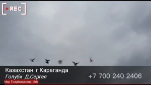 #Голуби, Северная  Кавказская  Птица!Казахстан г Караганда Сергей 2019г 2020г 2021г #Tauben #Pigeon