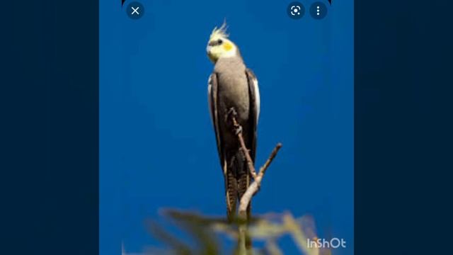 Как определить пол кореллы? смотреть онлайн