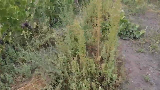 Три сорта винограда в одном видео-Гарольд,Тасон и Супер Экстра.