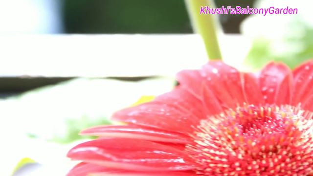 जरबेरा पूरी साल देगा फूल Complet care of Gerbera смотреть онлайн