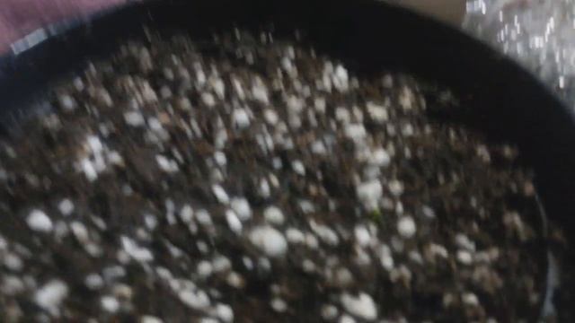 Всходы семян Венериной Мухоловки! смотреть онлайн