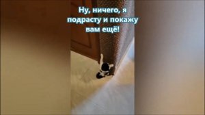 Котики-спинальники