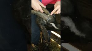 Обезроживание коз резинками для кострации. Полное видео.