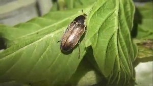 ИНСЕКТАРИЙ: 156. Кожеед Пятнистый (Dermestes maculatus)