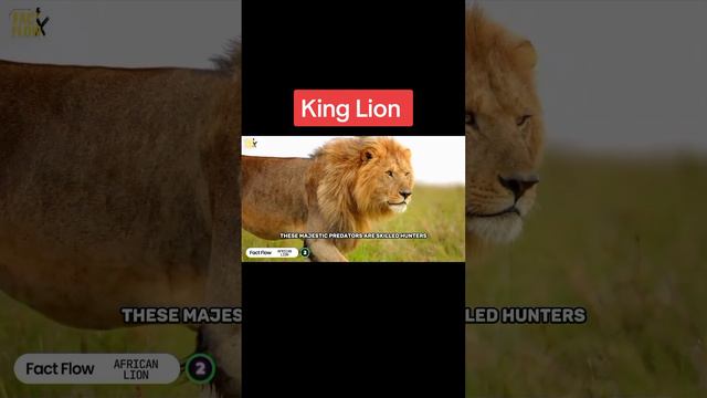 10 African Lion 🦁 Majestic Monarch of the Savanna HD