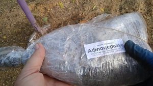 Перспективные растения.Вишня персиковая Афлоцеразус