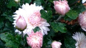 Липстик,Розовый фламинго, Венди ред,Невеста. Корейские хризантемы. 11 октября 2020