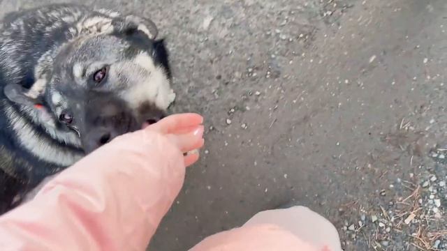 VLOG Утро на даче / Новый магазин / Донашиваю за Машей 1-2.11.21 смотреть онлайн