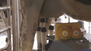 Доильный робот Fullwood Merlin m2