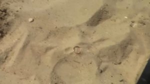 Пляжный коп с гаррет ат про. Золото.