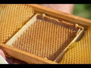 Вывод пчелиных маток с помощью джентерского сота. Хозяйство А.А. Цветкова.