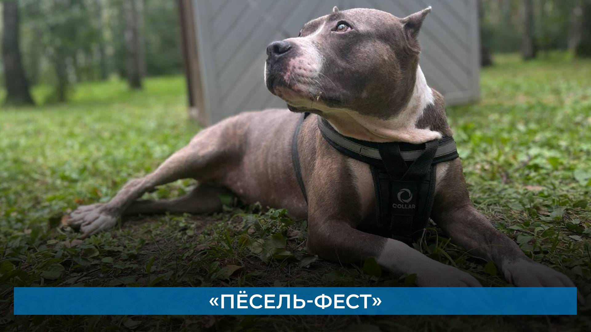 «Пёсель-фест»