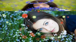 Синий василёк