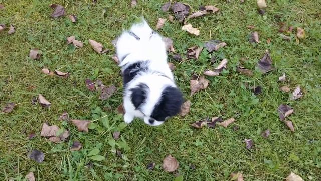 Хин Сатори Генки Десу смотреть онлайн