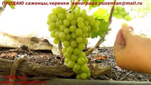 Виноград КИШМИШ ЛЮЧИЯ СИДЛИС  1 класс бессемянности- без косточек, без рудиментов (Пузенко Наталья)