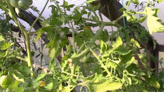 Томат Мирабелла смотреть онлайн