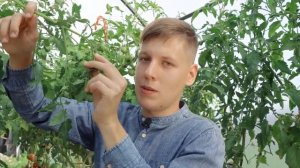 Лайфхаки от Бориса Сонина при выращивании помидоров