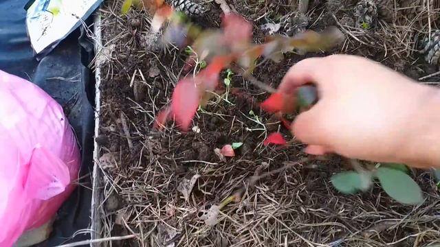 ОСіННі РОБОТИ з ЛОХИНОЮ///ОБРіЗКА ПіДКОРМКА ПіДКИСЛЕННЯ ЛОХИНИ на ЗИМУ///ВИРОЩУВАННЯ ЛОХИНИ на ДАЧІ смотреть онлайн