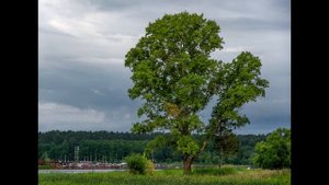 ЛИПА, ОСИНА, БЕРЁЗА /детям о деревьях доступно /аудиорассказы для детей/