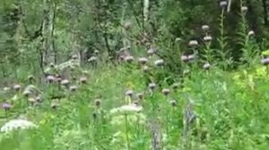 Озеро Белё-Сундуки- Ивановские озёра.