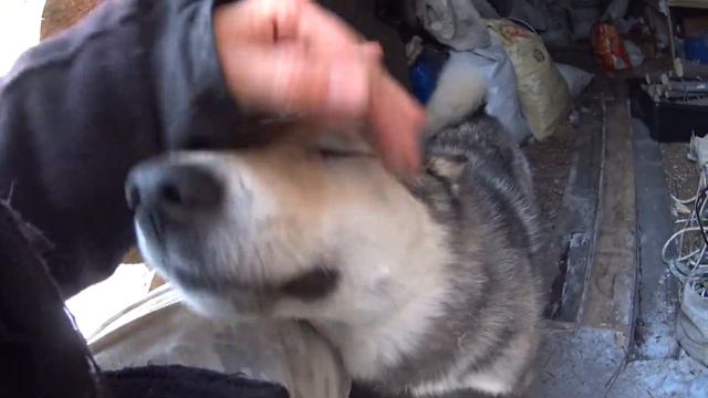 Ноябрьск. Хантейское стойбище. Вылла Алексей В. смотреть онлайн