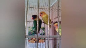 Попугаи неразлучники.Виды.1 часть.