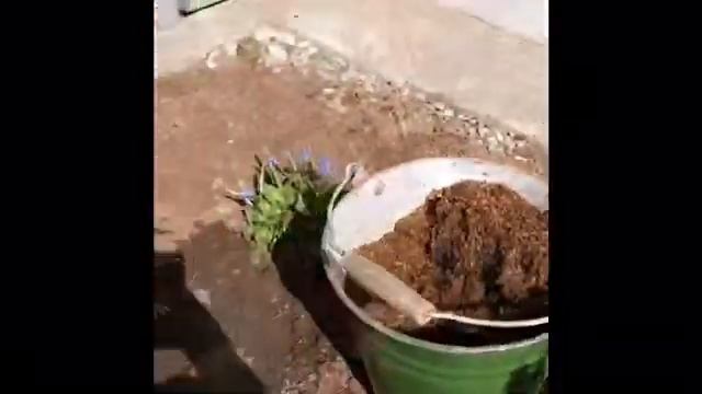 Барбарис тунберга Оранж Рокет Посадка на дачном участке смотреть онлайн