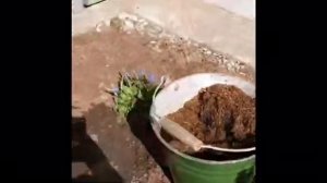 Барбарис тунберга Оранж Рокет Посадка на дачном участке