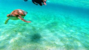 Egypt, Red sea, turtle, snorkeling. Marsa Alam, Египет Марса Алам, бухта Мубарак, черепахи,