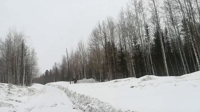 Вот это нежданчик на дороге смотреть онлайн