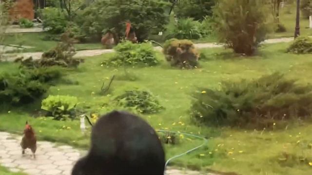 Идиллия в деревне #Деревня #Куры #сад смотреть онлайн