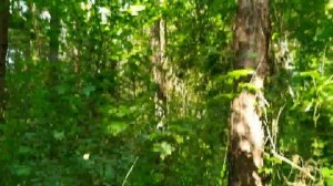 Как избавиться от комаров в лесу? Несколько действующих способов!