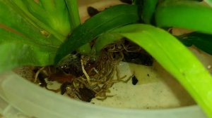 Две орхидеи на восстановление.mp4