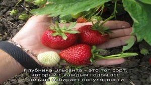 Клубника Эльсанта: посадка и уход за растениями