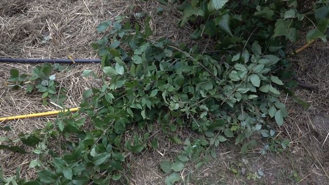 Кизил: обрезка смотреть онлайн