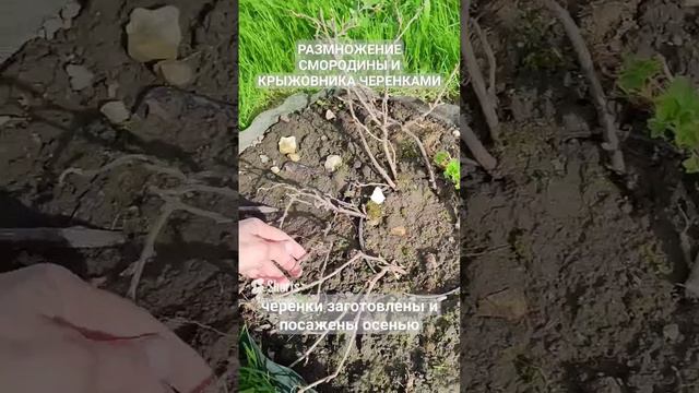 Размножение смородины и крыжовника черенками. Просто способ, доступный каждому садовому!