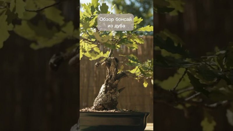 Обзор бонсай из дуба. #бонсай #bonsai #ниваки #андрейдарусенков #сад #дуб