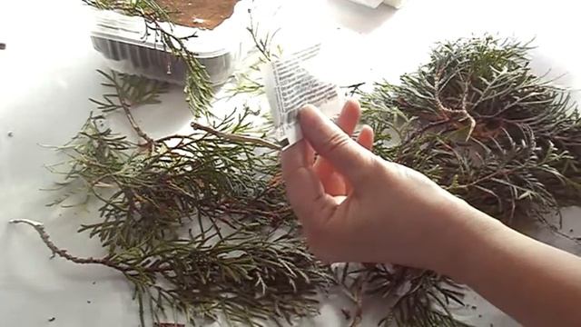 Удивительное дерево туя. Размножаем. смотреть онлайн