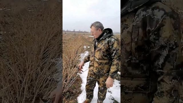 Сорт малины "Зюгана" смотреть онлайн