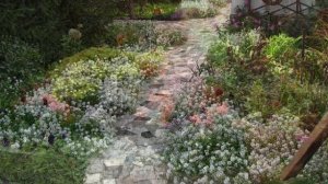 АЛИССУМ В ОФОРМЛЕНИИ САДА / АЧАРОВАНИЕ, АРОМАТ, НЕПРИХОТЛИВОСТЬ / alyssum in the garden design.