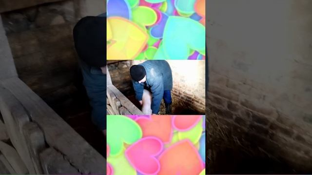 Чесотка у свиней - Что делать? Лечим свиней. Семья Комиссаровых.