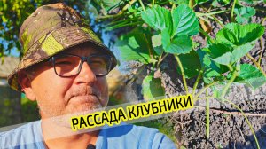 Рассада клубники. Виды рассады и правильные усы земляники.