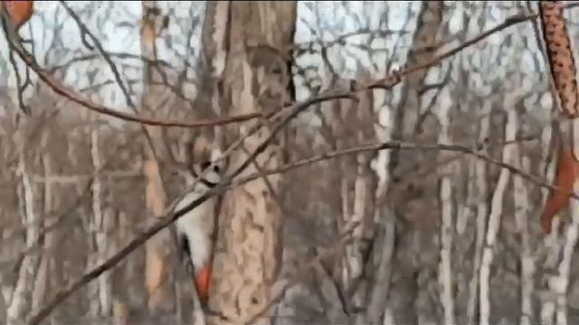 Солнечный зимний день в лесу. 01.11.2020 г. смотреть онлайн