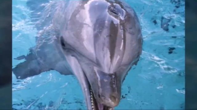 Дельфины и очень красивая музыка... смотреть онлайн